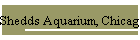 Shedds Aquarium, Chicago IL